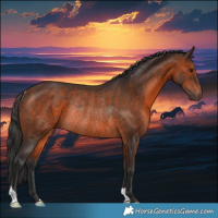 Horse Color:Brown Rabicano 