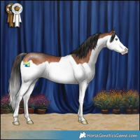 Horse Color:Bay Splash Rabicano