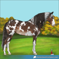 Horse Color:White Spotted Liver Chestnut 