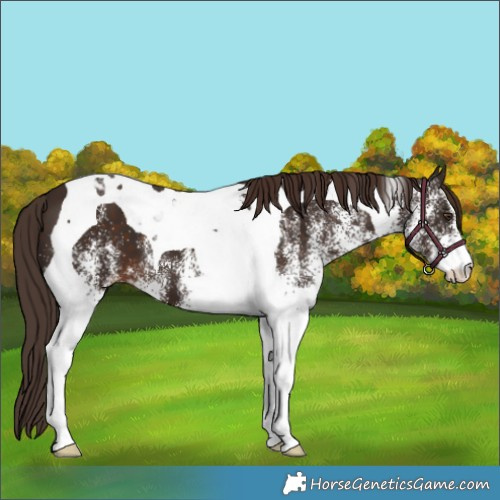 Horse Color:White Spotted Liver Chestnut Tobiano 