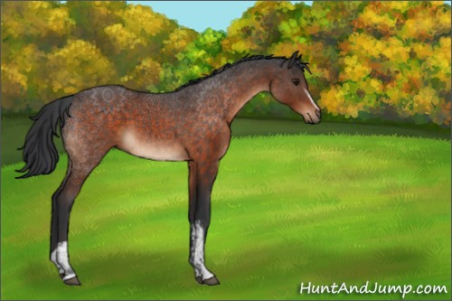 Horse Color:White Spotted Brown 