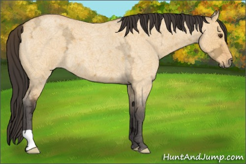 Horse Color:Buckskin Ice Roan Dun 