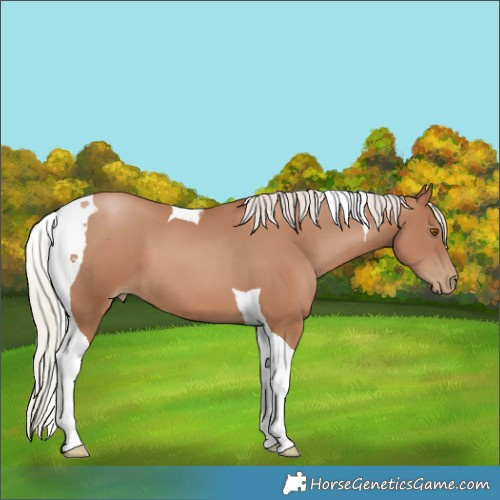 Horse Color:Silver Black Pearl Tobiano 
