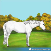Horse Color:Gray White Spotted Liver Chestnut 