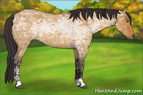 Horse Color:Buckskin Ice Roan Dun 