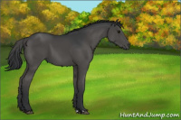 Horse Color:Black 