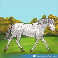 Horse Color:Bay Appaloosa  and Amber Champagne Appaloosa 