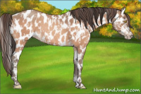 Horse Color:Amber Champagne Appaloosa  and Amber Champagne Appaloosa 