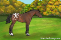 Horse Color:Bay Appaloosa  and Bay Appaloosa 