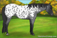 Horse Color:Blue Roan Appaloosa 