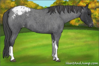 Horse Color:Blue Roan Blanket 