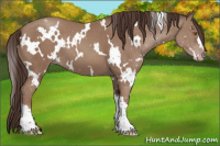 Horse Color:White Spotted Classic Champagne 