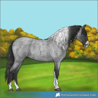 Horse Color:Blue Roan Tobiano Frame 