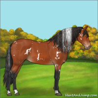 Horse Color:White Spotted Brown 