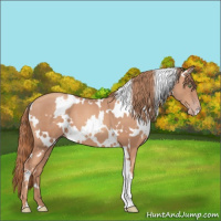 Horse Color:White Spotted Gold Champagne 