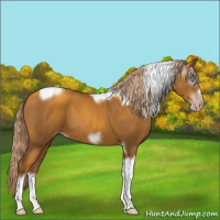 Horse Color:Gray Gold Cream Champagne Tobiano Frame 