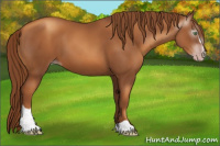 Horse Color:Gray Gold Champagne Sabino 