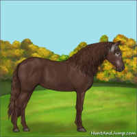 Horse Color:Gray Chestnut 