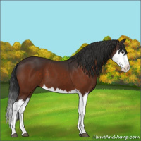 Horse Color:Bay Splash 