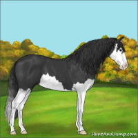 Horse Color:Black Splash