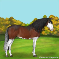 Horse Color:Brown Splash
