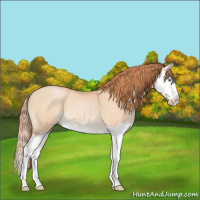 Horse Color:Buckskin Pearl Splash 