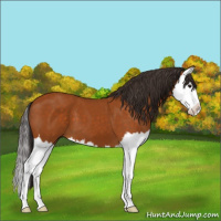Horse Color:Buckskin Splash 