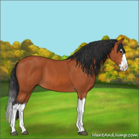 Horse Color:Bay Splash 