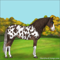 Horse Color:Liver Chestnut Splash Appaloosa 