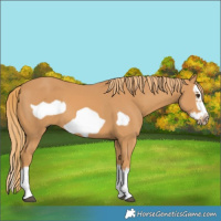 Horse Color:Chestnut Splash Frame 