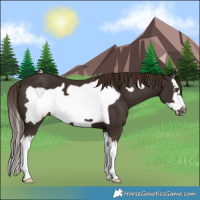 Horse Color:Liver Chestnut Splash Frame 