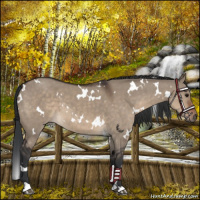 Horse Color:White Spotted Brown Dun 