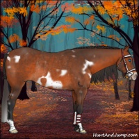 Horse Color:White Spotted Bay Frame Rabicano