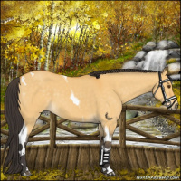 Horse Color:Buckskin Dun Tobiano 