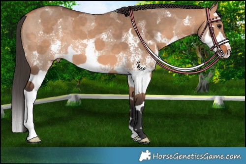 Horse Color:Bay Dun Sabino Splash 