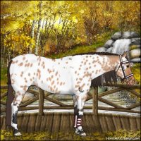 Horse Color:Bay Dun Tobiano Appaloosa 