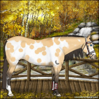 Horse Color:Buckskin Dun Frame