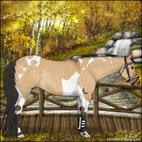 Horse Color:Buckskin Dun Tobiano Rabicano 