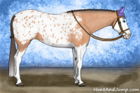 Horse Color:Bay Roan Splash Appaloosa 