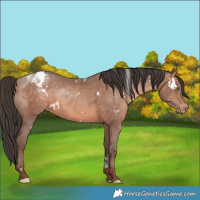 Horse Color:White Spotted Sable Champagne Appaloosa 