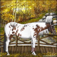 Horse Color:Brown Tobiano Appaloosa 
