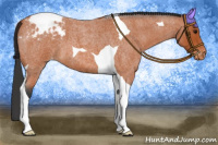 Horse Color:Bay Roan Tobiano Appaloosa 
