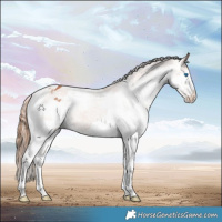 Horse Color:White Spotted Chestnut Splash Tobiano Varnish 