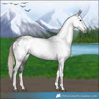 Horse Color:Gray White Spotted Liver Chestnut Tobiano Appaloosa Rabicano 
