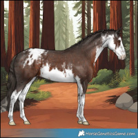 Horse Color:White Spotted Liver Chestnut Appaloosa 