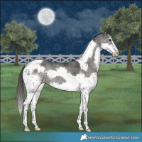 Horse Color:White Spotted Black Splash Tobiano Varnish Rabicano 