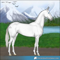Horse Color:Gray White Spotted Liver Red Dun Splash Varnish Rabicano 