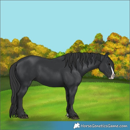 Horse Color:Black Splash 