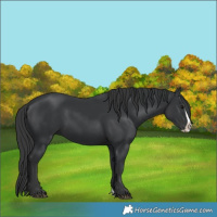 Horse Color:Black Splash