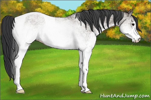 Horse Color:White Spotted Grullo Tobiano 